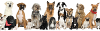 Furry Friends Salon